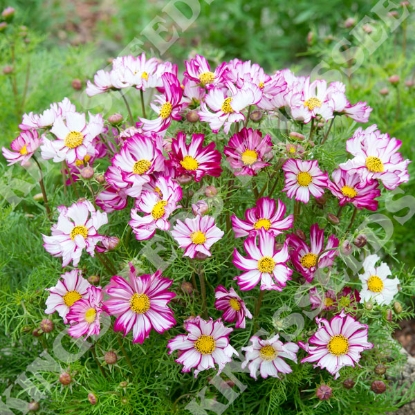 Picture of Cosmos - Bipinnatus Dwarf Purple Picotee